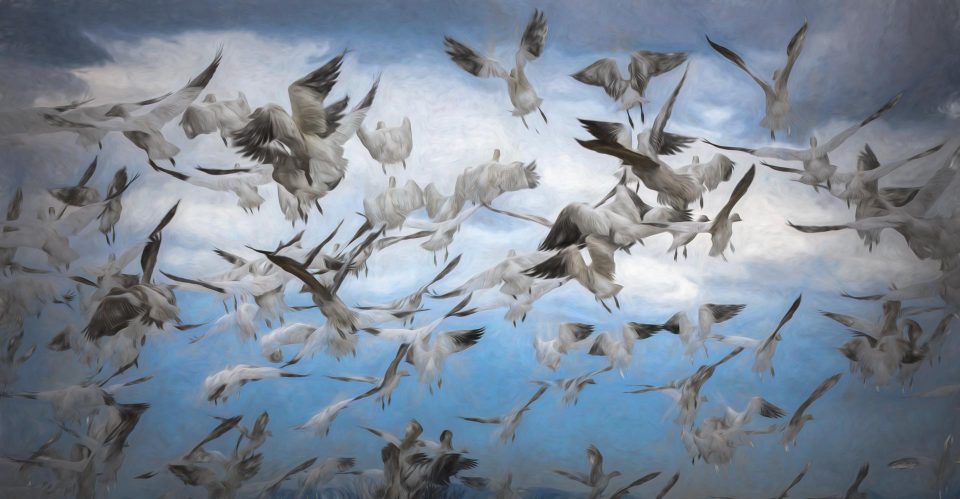 Feathered Flurry by Karen Pacheco