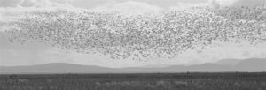 Snowgeese Off Shore Panorama by Ian Logie