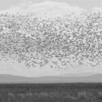 Boundary Bay banner photo by Ian Logie