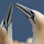 Gannet pair, beaks touching