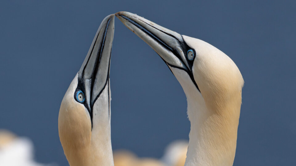 Gannet pair, beaks touching