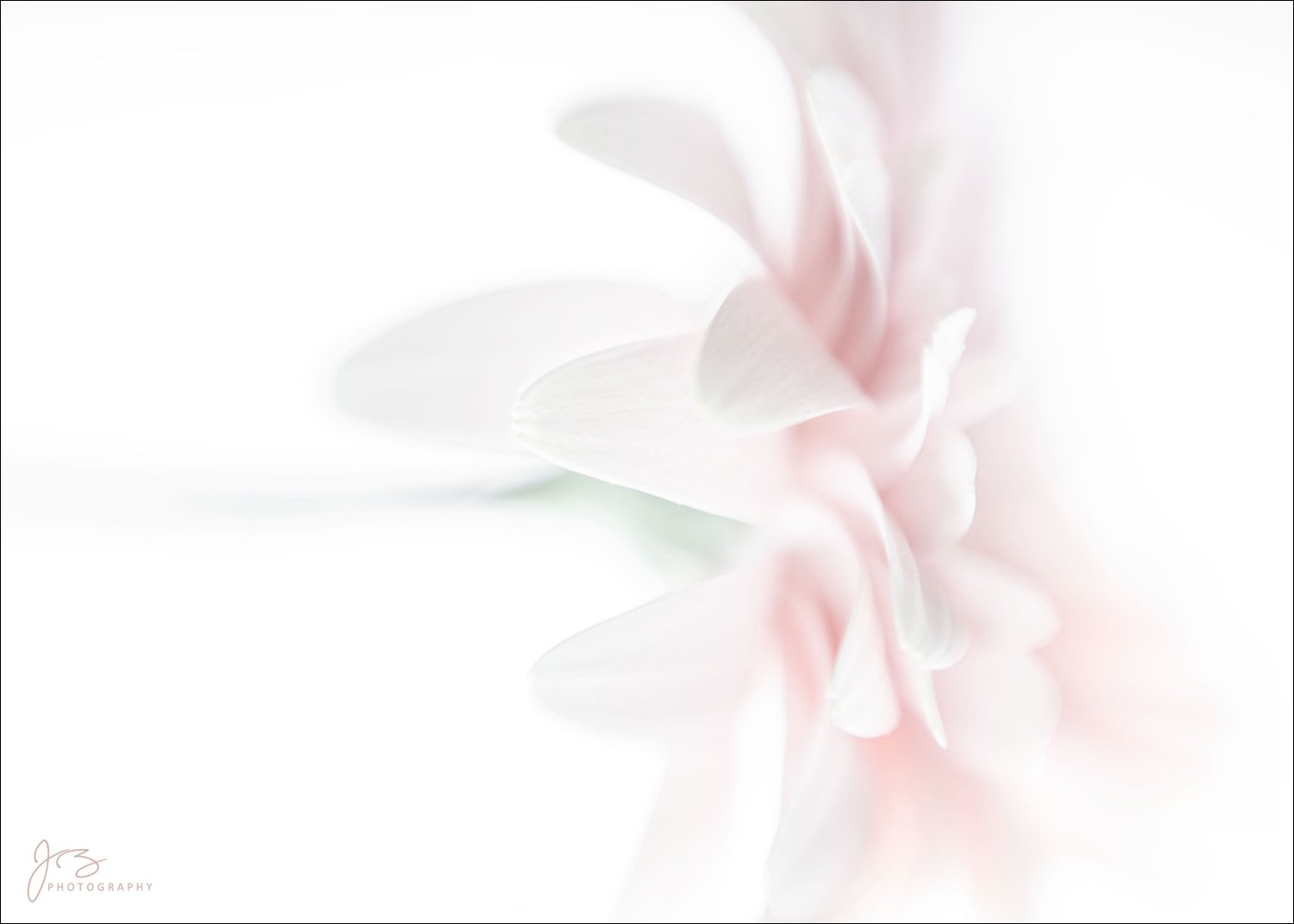 Workshop - May 7, 2025 - Mindful Flower Photography