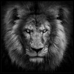 King by Stefan Malloch - Portrait 1st