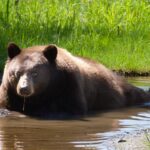 bear in repose