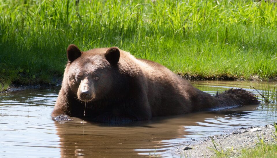 bear in repose