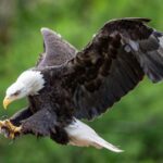 eagle in flight