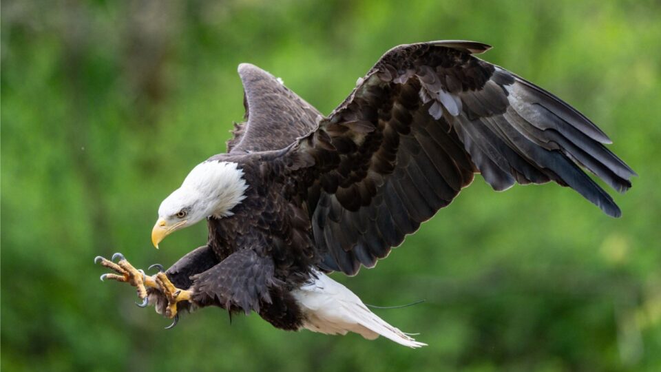 eagle in flight