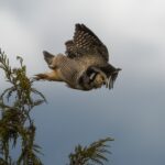 Owl launches from tree top
