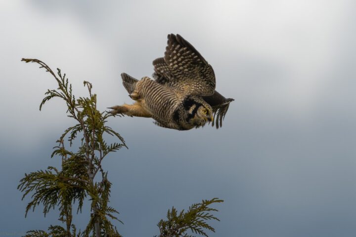 Owl launches from tree top