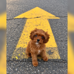 Pet Photography with Greg Schurman