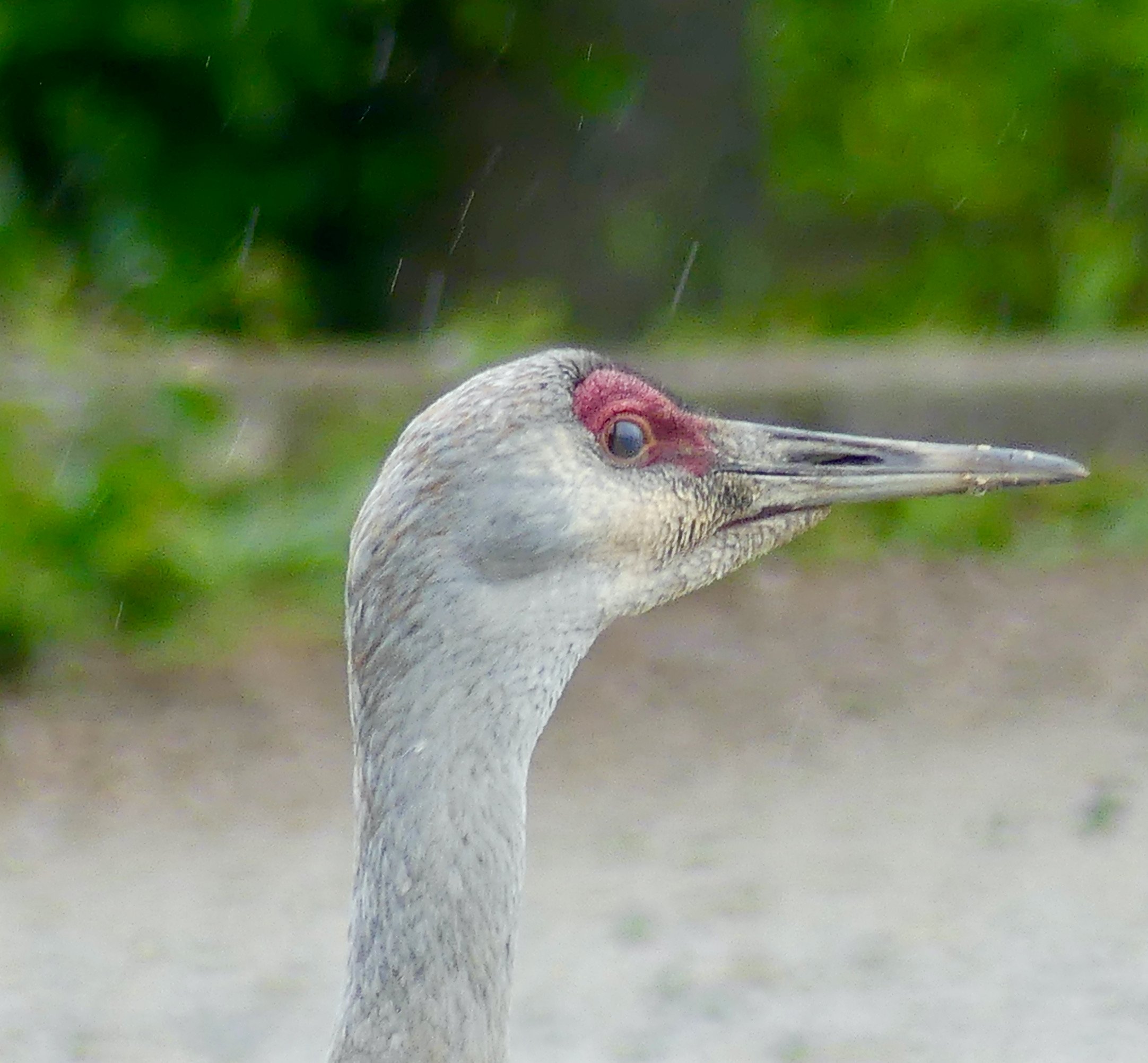 Outing - Reifel - October 18, 2025